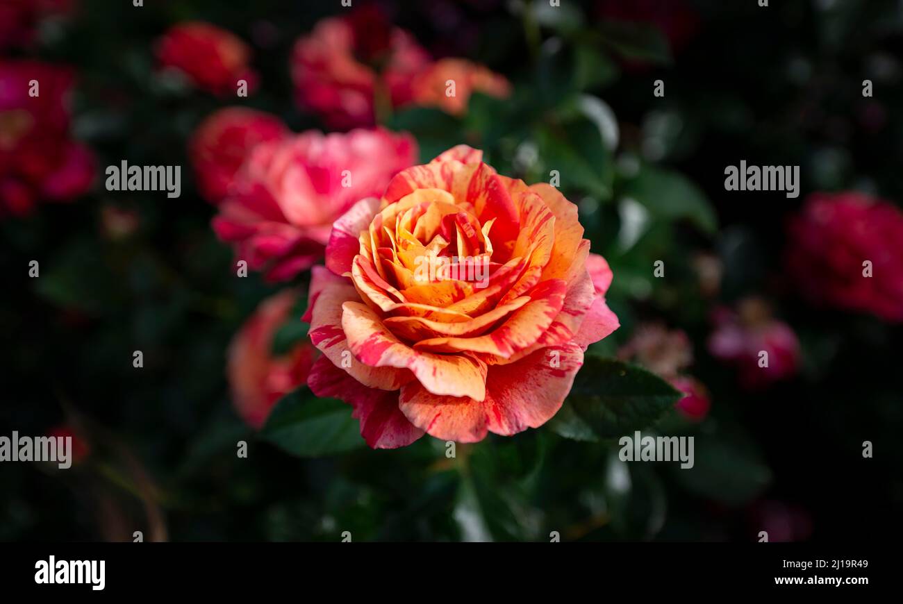 Portland shrub rose hi-res stock photography and images - Alamy