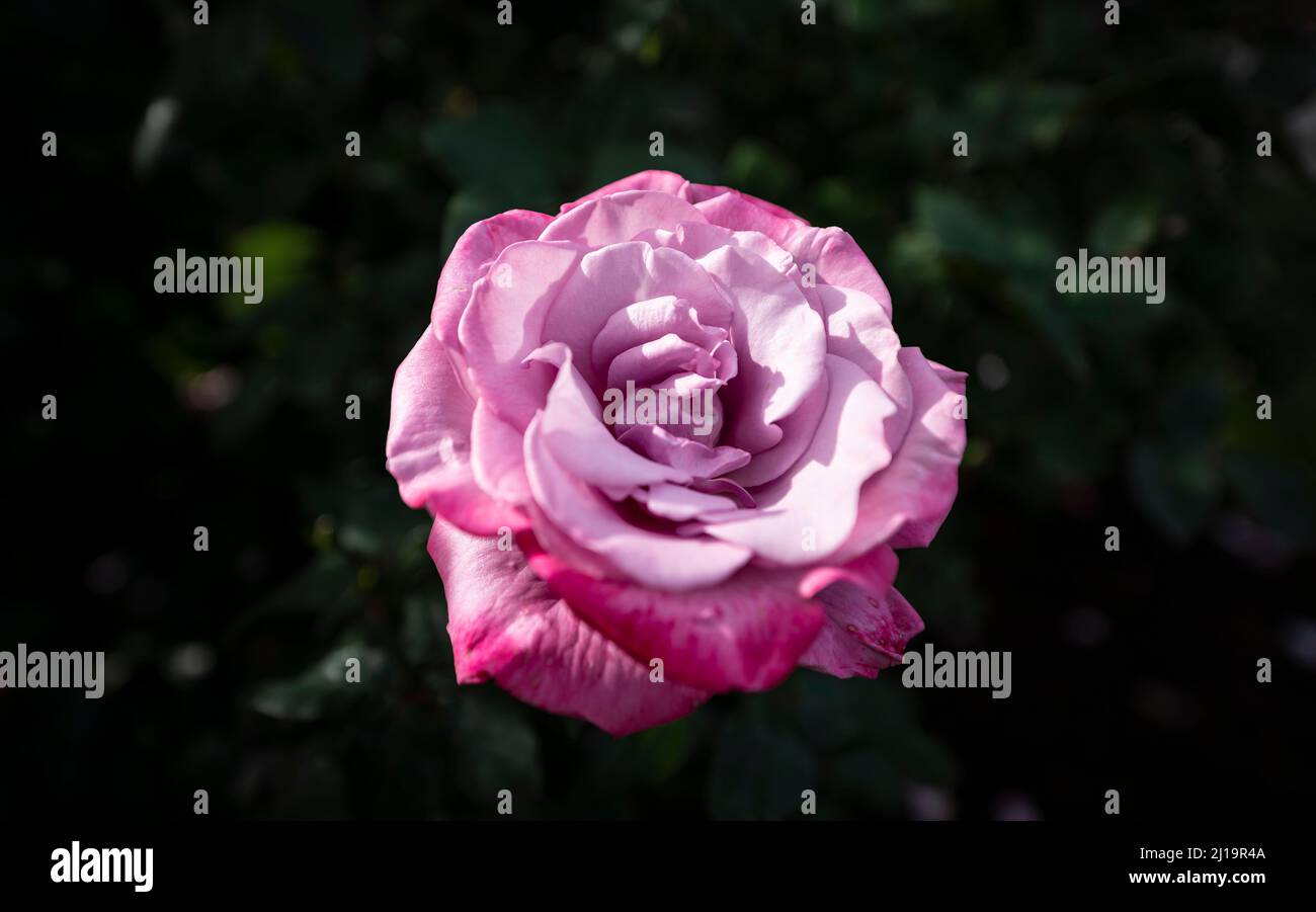 Shrub rose (Rosa), purple, International Rose Test Garden, Portland ...