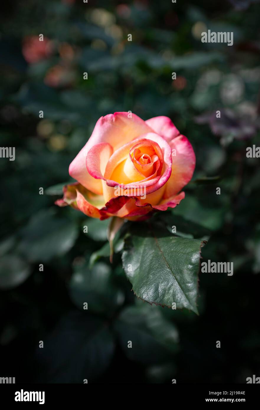 Portland shrub rose hi-res stock photography and images - Alamy