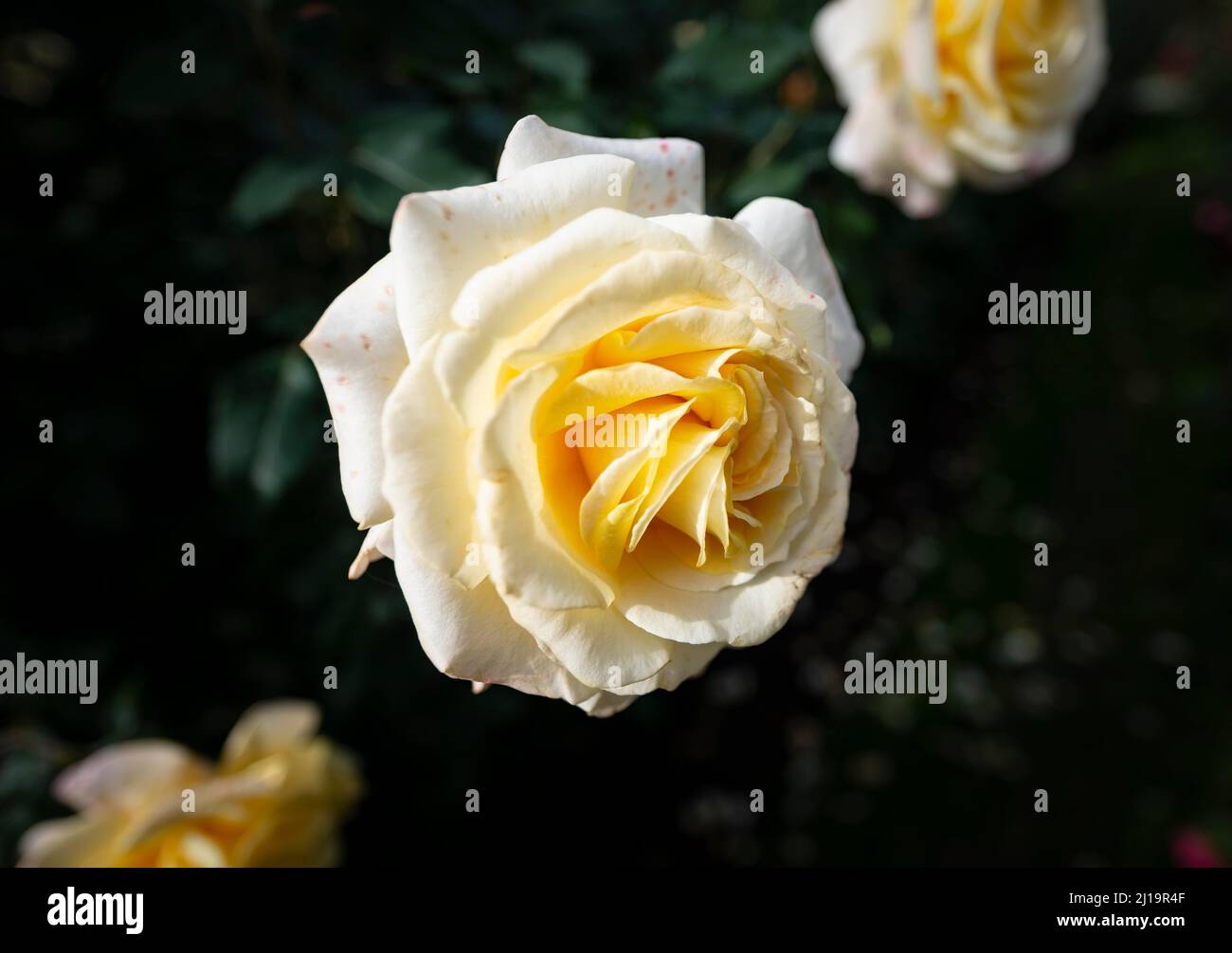 Portland shrub rose hi-res stock photography and images - Alamy