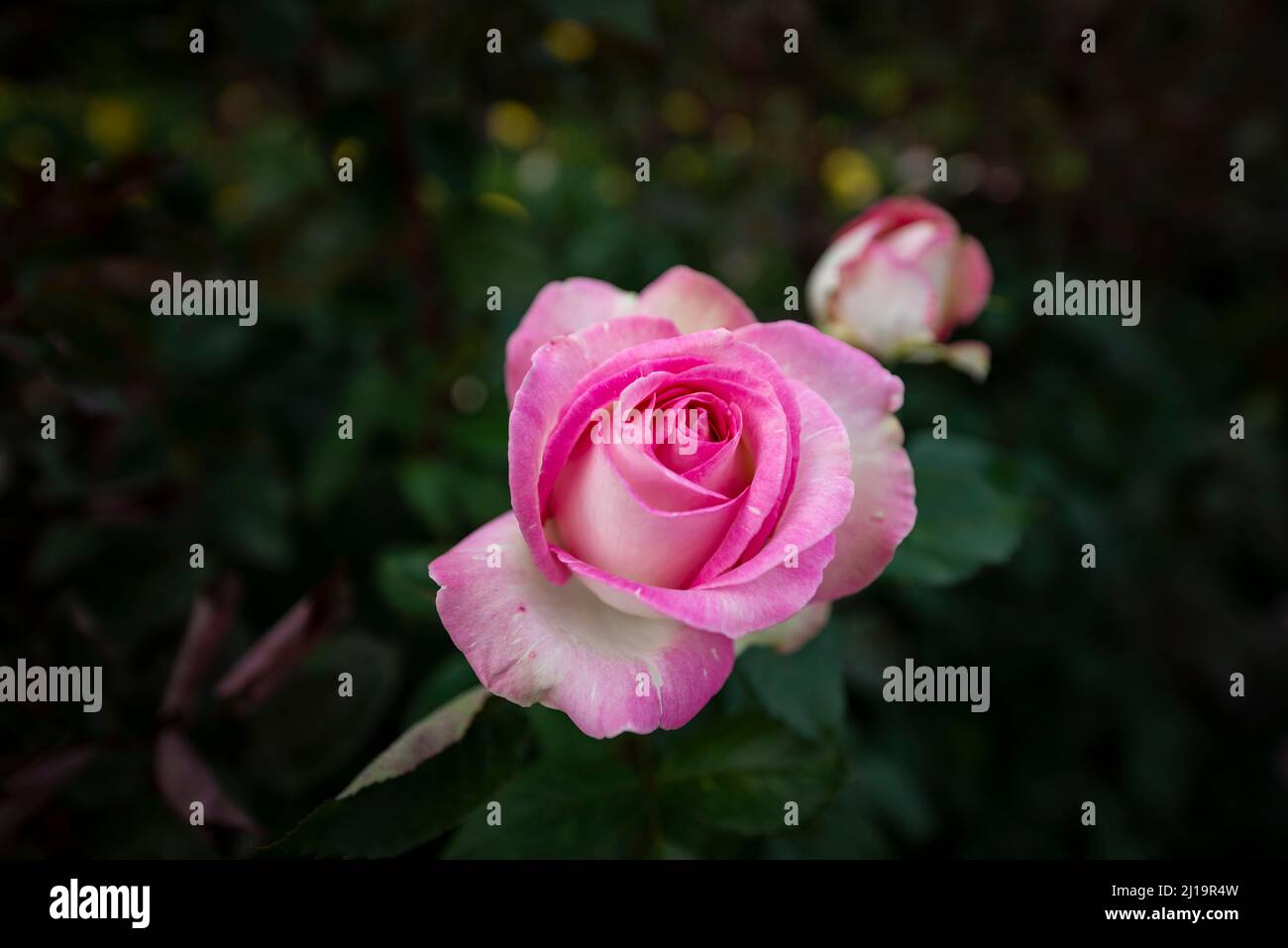 Shrub rose (Rosa), pink and yellow, International Rose Test Garden ...