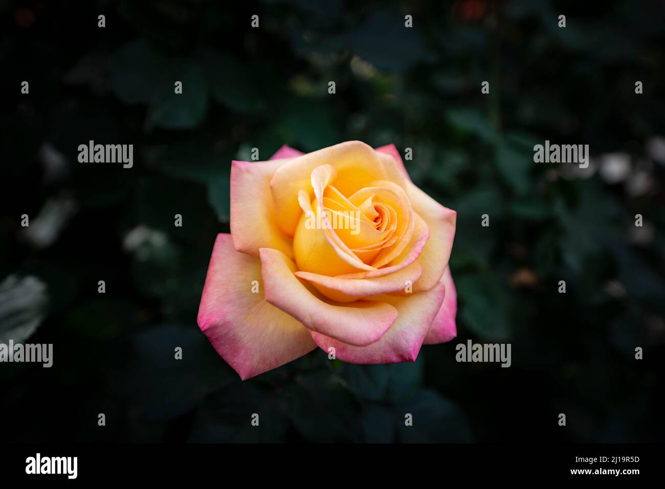 Portland shrub rose hi-res stock photography and images - Alamy