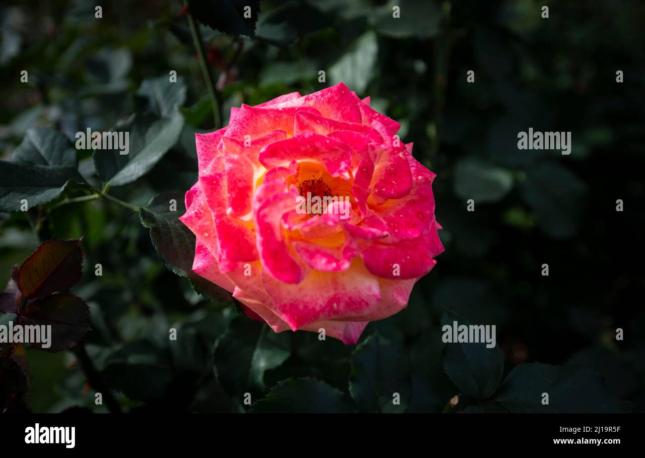 Portland shrub rose hi-res stock photography and images - Alamy
