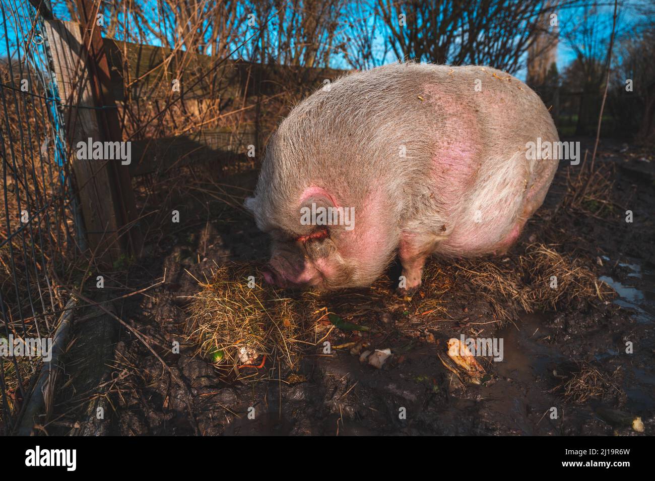 Potbellied pig (Sus scrofa domesticus) feeding in its enclosure, Ronnenberg, Lower Saxony