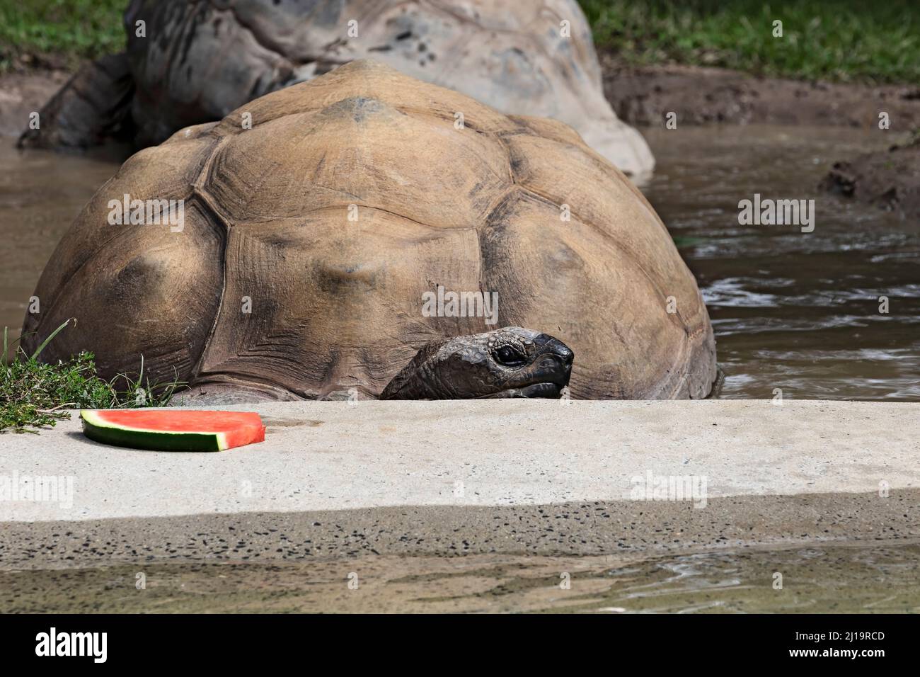 Reptiles /  A Giant Aldabra Tortoise being fed at the Ballarat Wildlife Park  in Ballarat Australia. Stock Photo