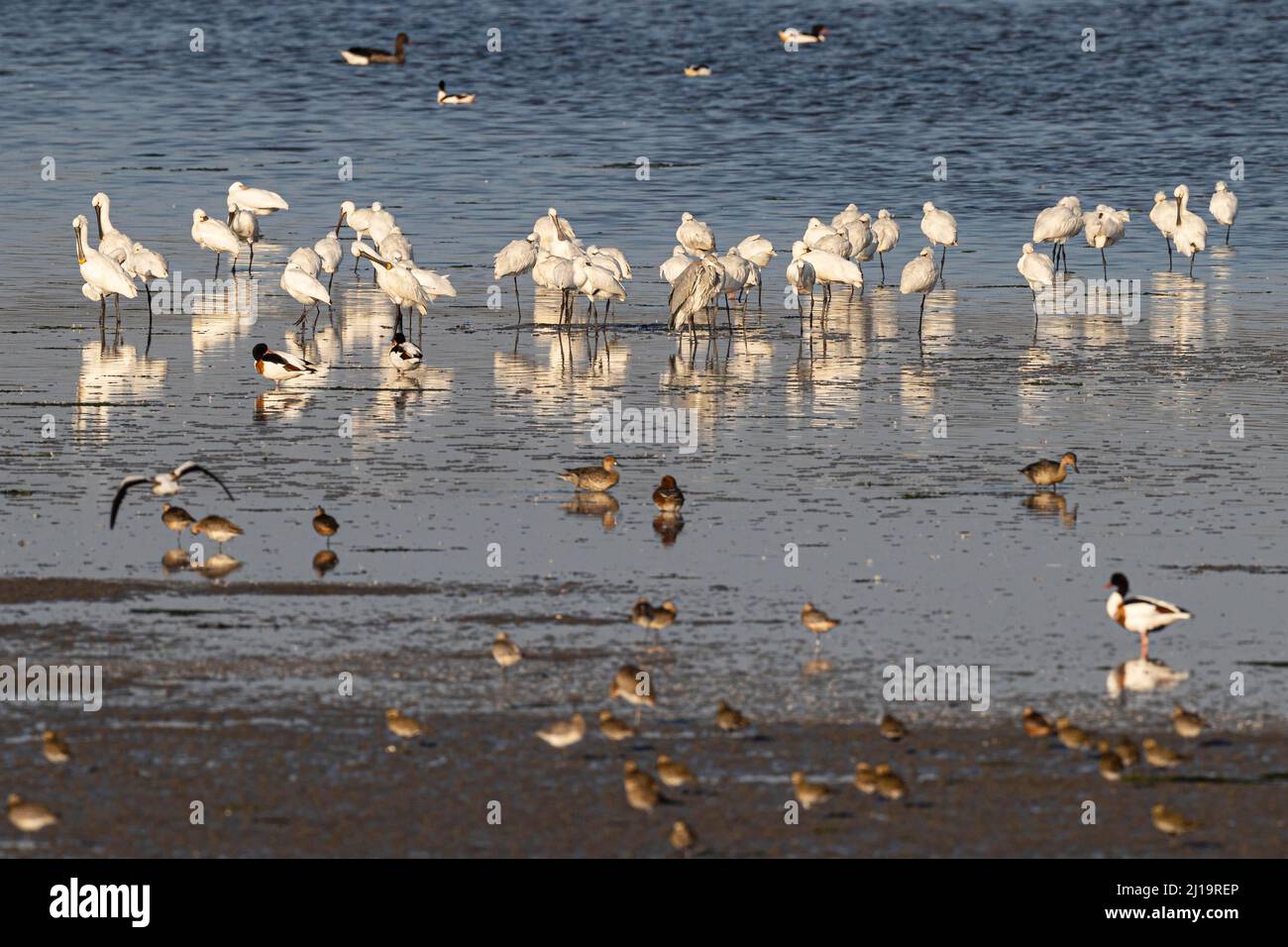 Eurasian spoonbill (Platalea leucorodia), small colony resting and grooming feathers on the mudflats, next to other charadriiformes, Texel, North Stock Photo