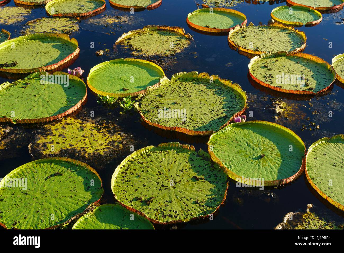 Leaves of the amazon water lily (Victoria amazonica) in the evening