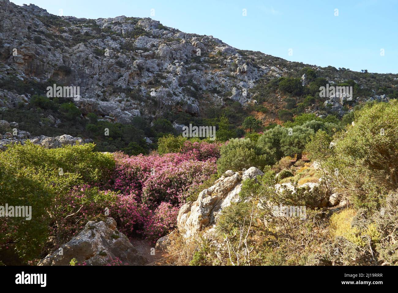 Spring in Crete, oleander (nerii) bush, green shrubs to the left and ...