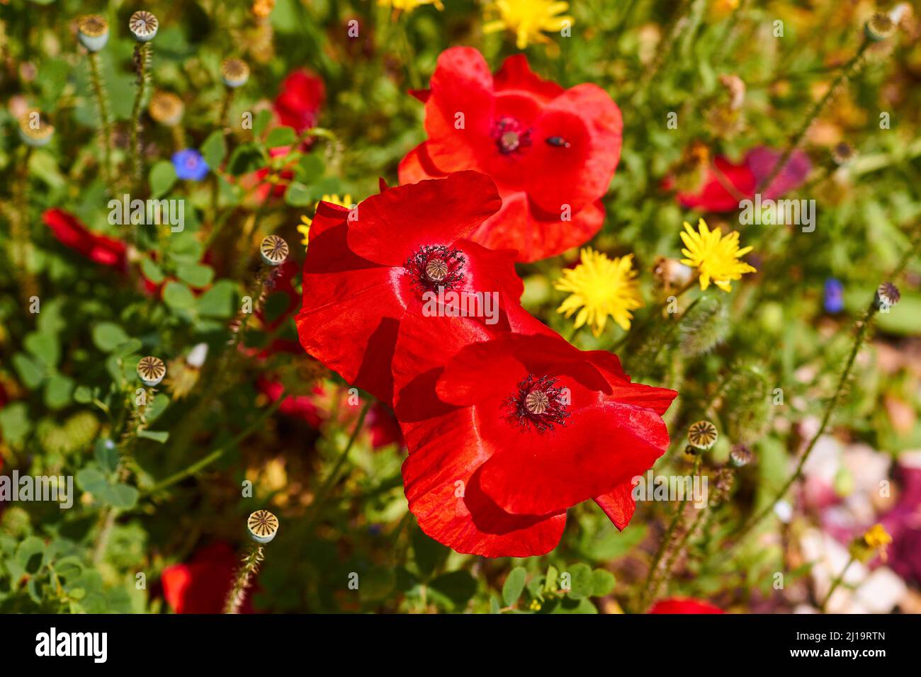 Spring in Crete, broom bushes, rocks, spring meadow, Myrtos, south ...