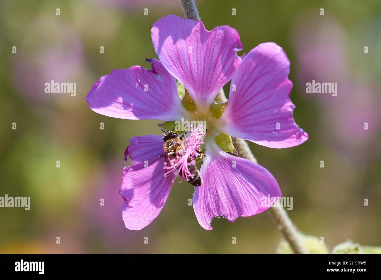 Spring in Crete, broom bushes, rocks, spring meadow, Myrtos, south ...