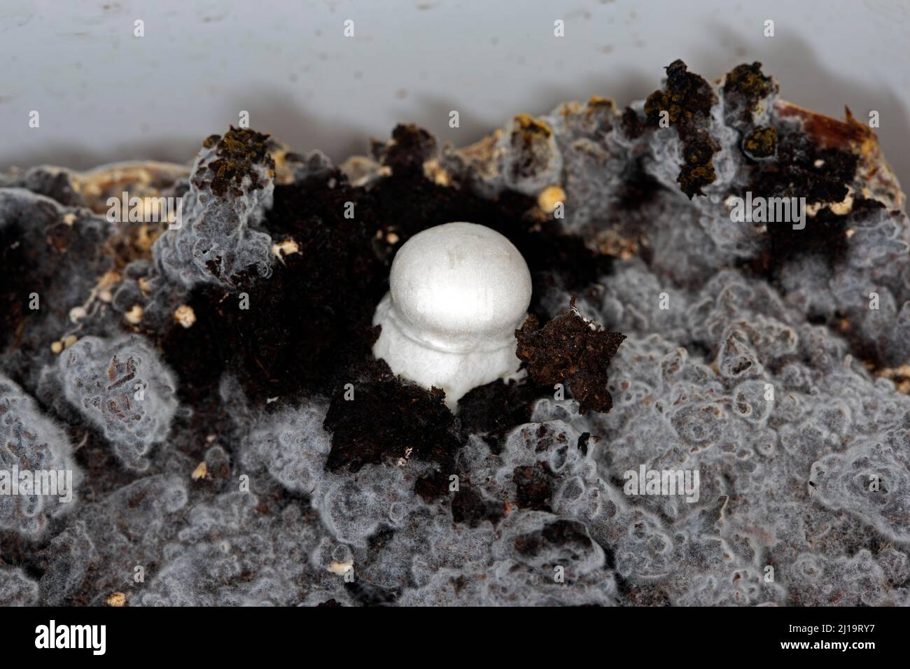 White horse mushroom (Agaricus arvensis) on the mushroom mycelium Stock Photo