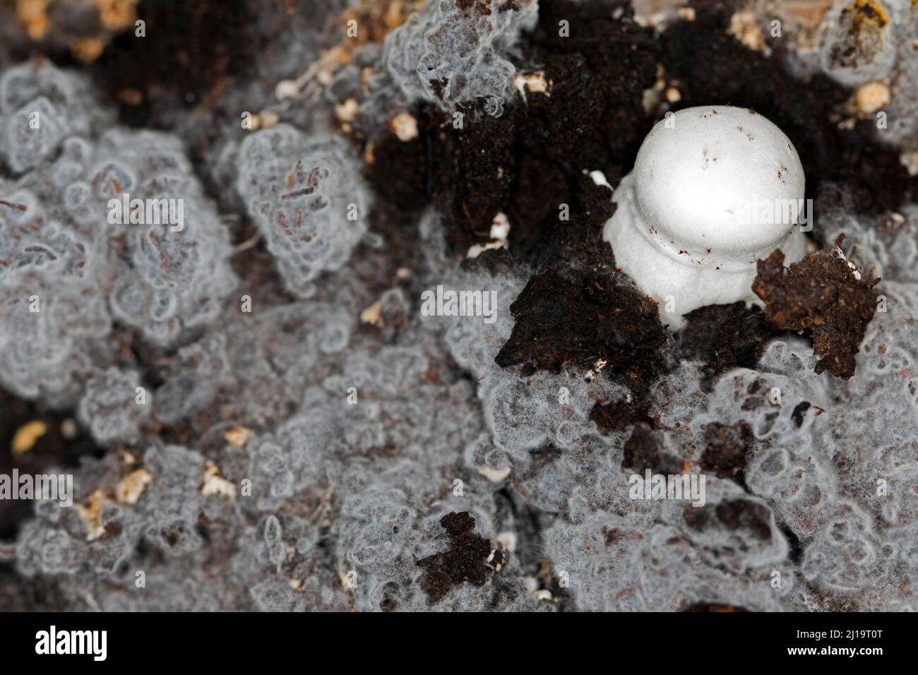 White horse mushroom (Agaricus arvensis) on the mushroom mycelium Stock Photo
