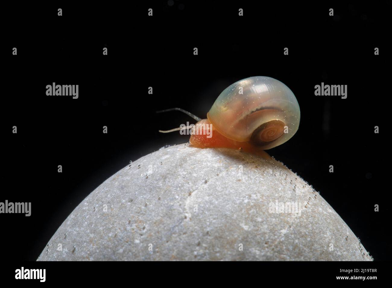 Red ramshorn snail hi-res stock photography and images - Alamy