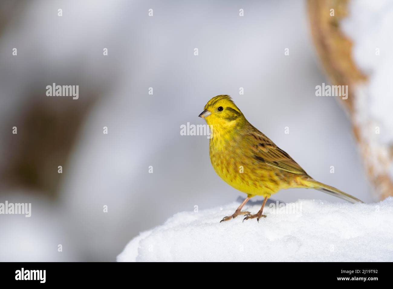 Yellowhammer (Emberiza citrinella) in the snow, winter, Thuringian Forest, Thuringia, Germany Stock Photo