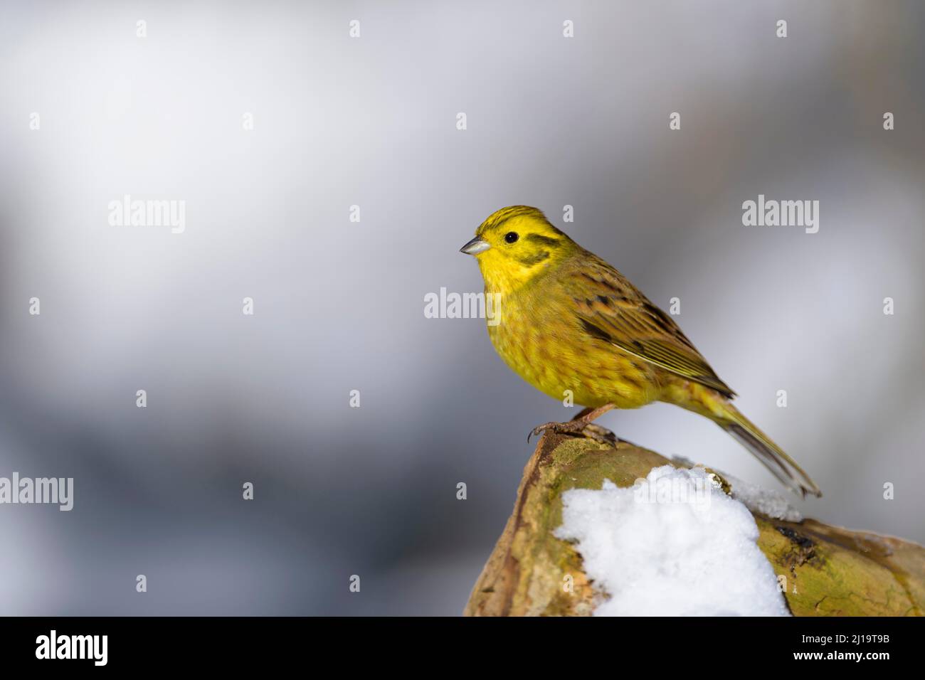 Yellowhammer (Emberiza citrinella), snow, winter, Thuringian Forest, Thuringia, Germany Stock Photo