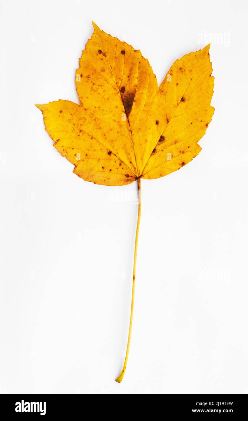 Autumnally discoloured sycamore leaf, sycamore maple (Acer pseudoplatanus), white background, studio shot Stock Photo