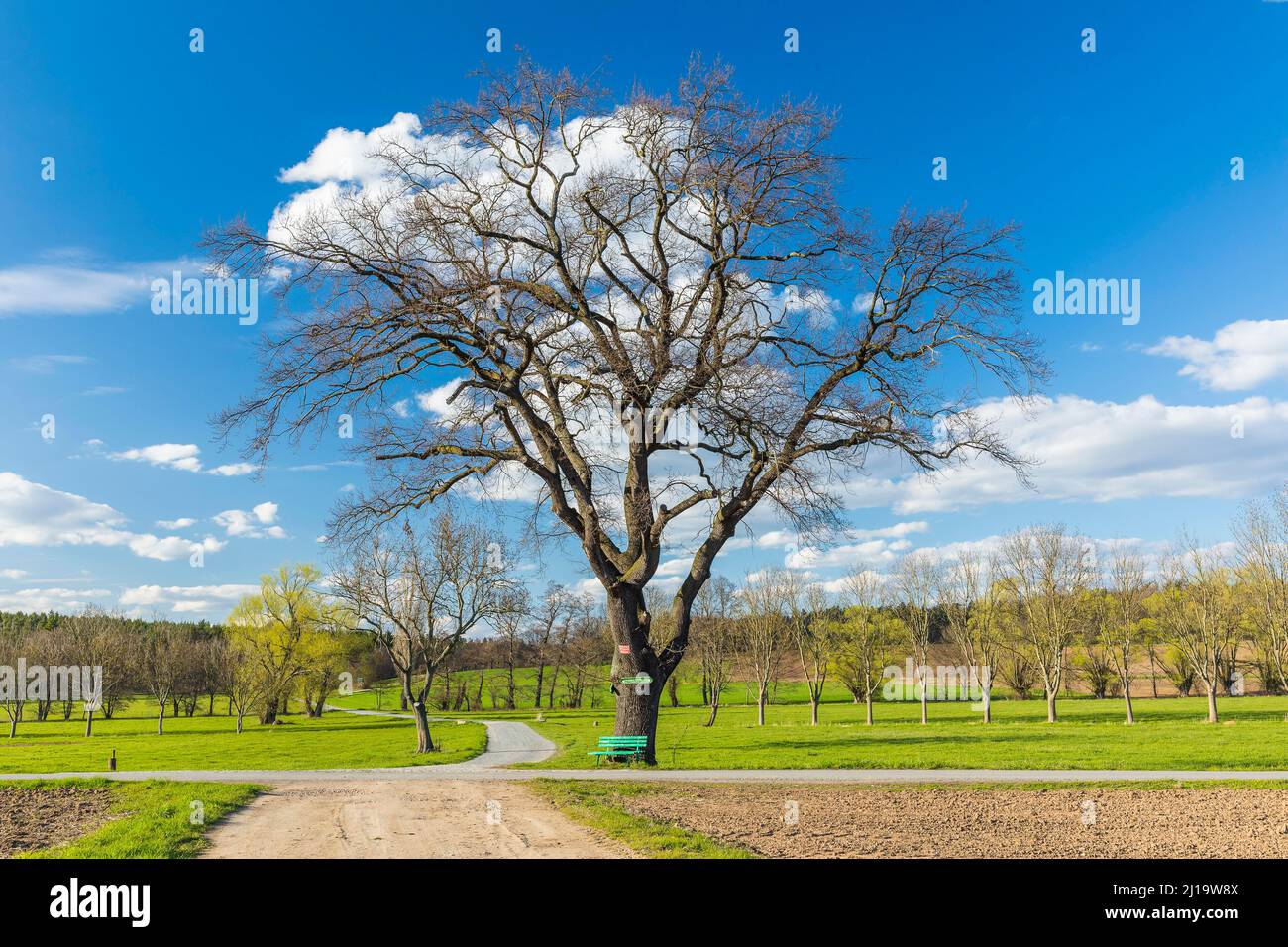 Large oak tree with bench and field paths, dangerous crossing, Diera