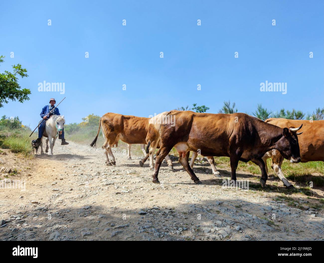 A vaquero with his cows out grazing in Galicia on the Camino Frances of the Camino di Santiago, Galicia, Spain Stock Photo