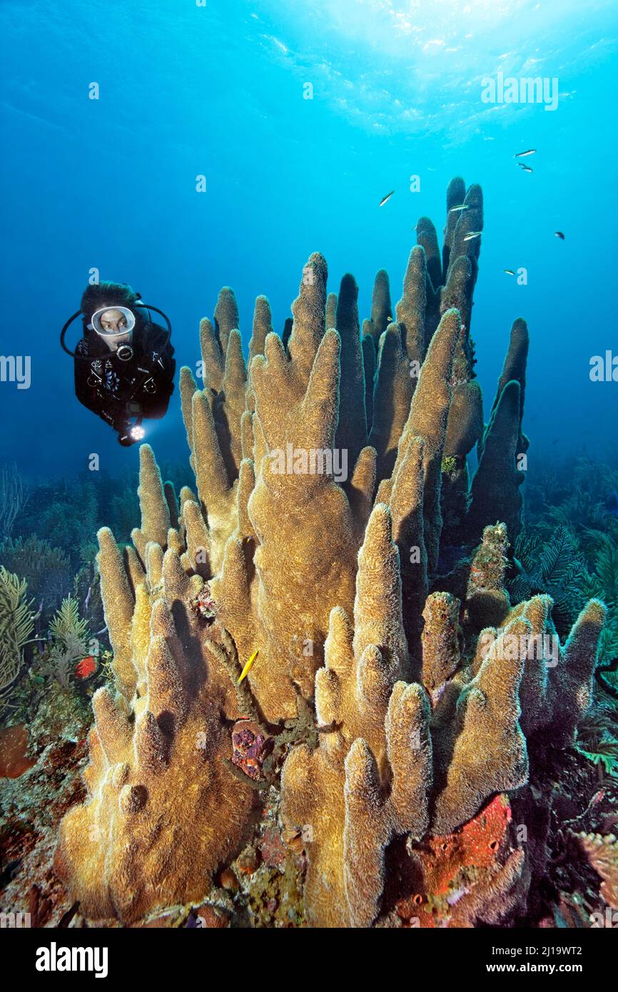 Divers looking at pillar coral (Dendrogyra cylindrus), Jardines de la Reina National Park, Caribbean Sea, Camagueey and Ciego de Avila Province Stock Photo