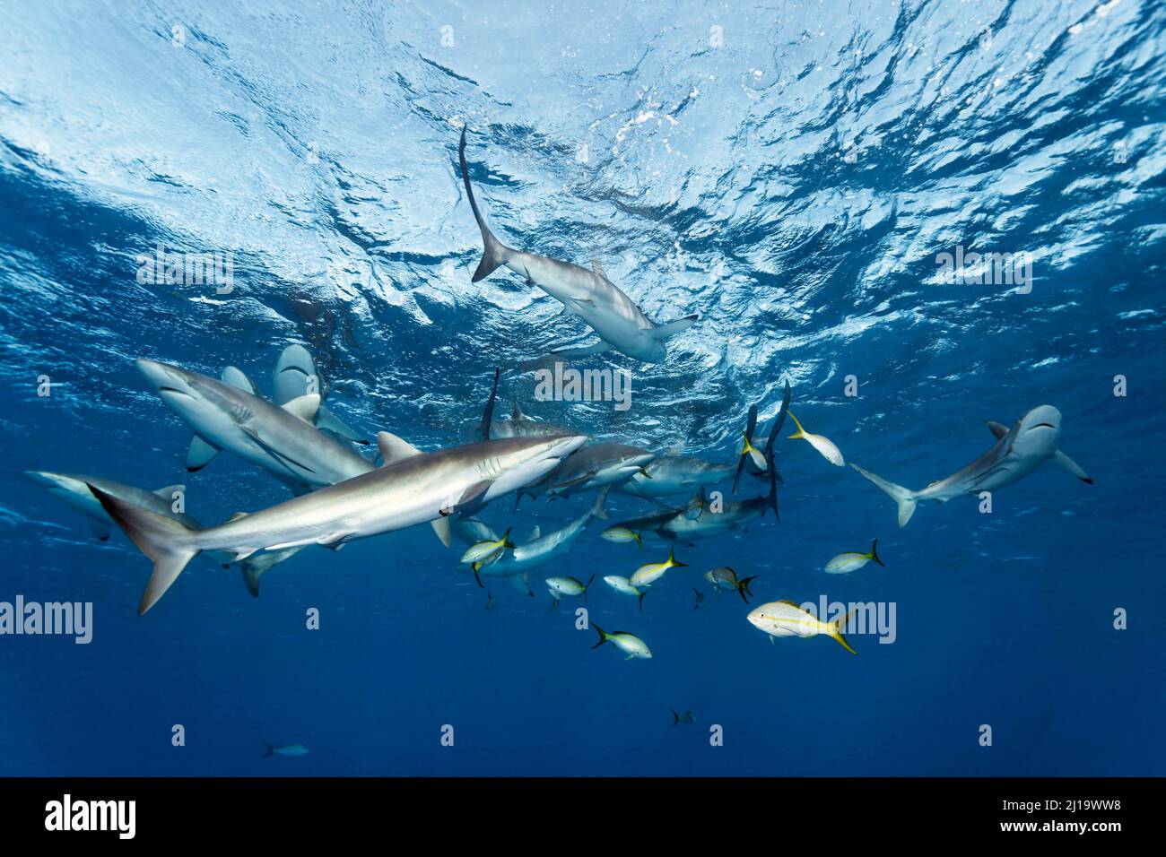 Silky shark - Save Our Seas Foundation