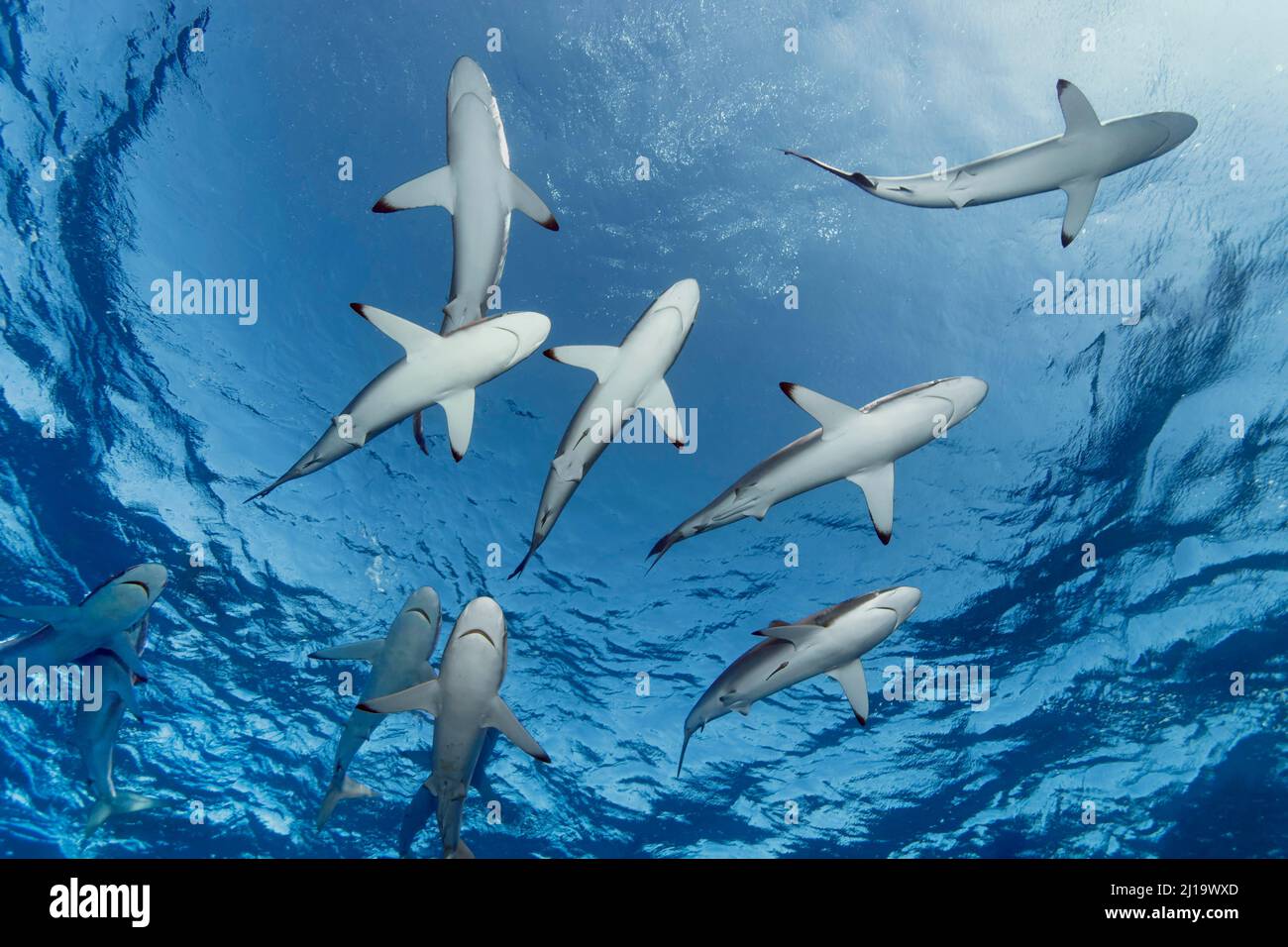 Shoal, silky shark (Carcharhinus falciformis) swimming in the blue