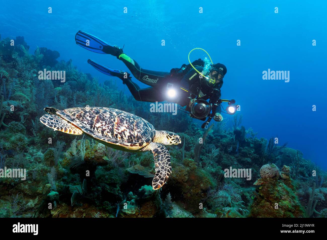 Cuban diver, dive guide with underwater camera swims over coral reef and looks at hawksbill sea turtle (Eretmochelys imbricata), Jardines de la Reina Stock Photo
