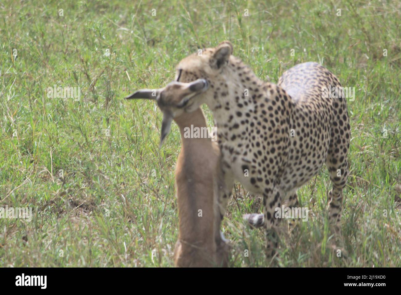 The close-up shot of a cheetah with an antelope in its mouth Stock Photo