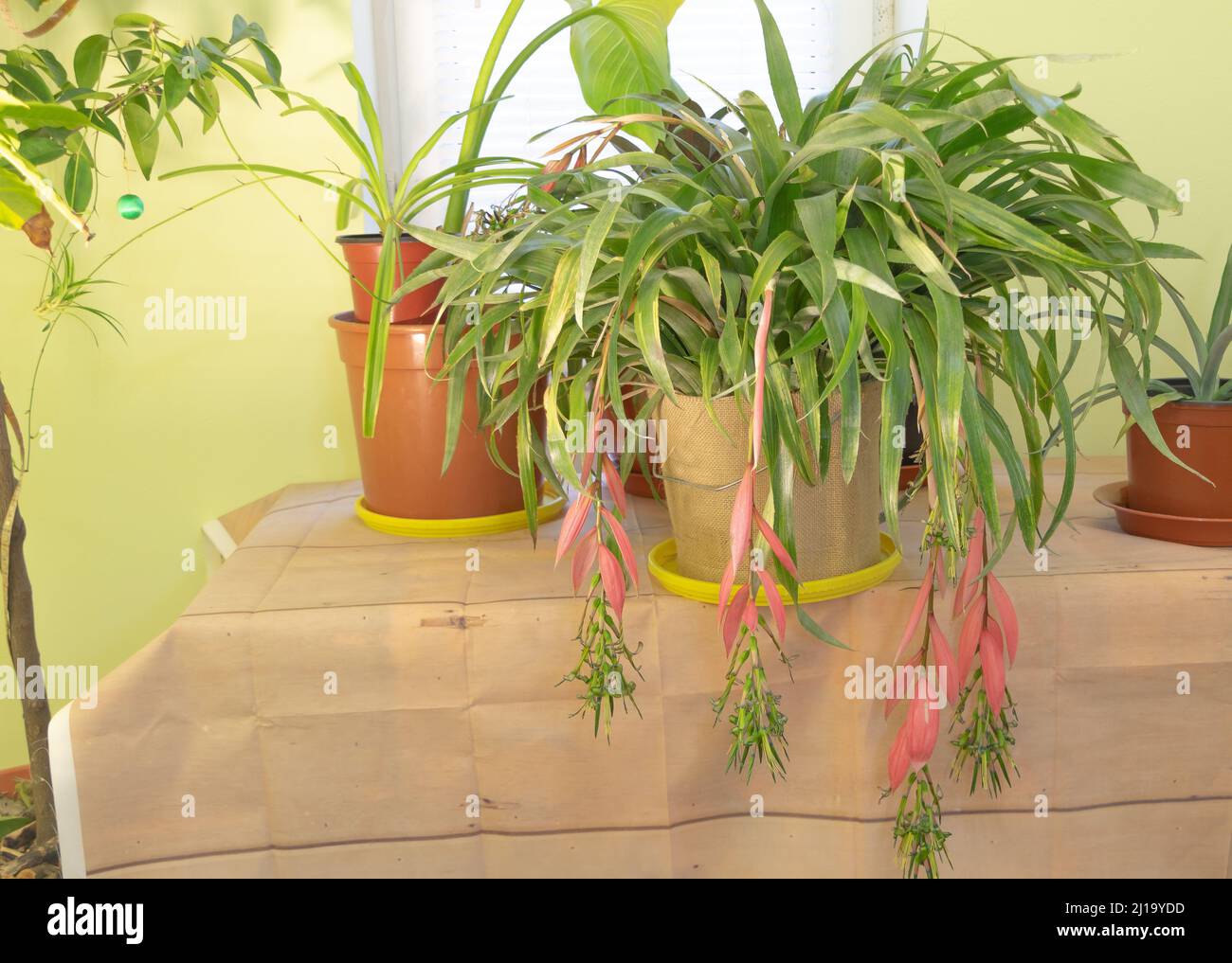 A beautiful Billbergia plant in pink blooms - Concept for care Stock Photo