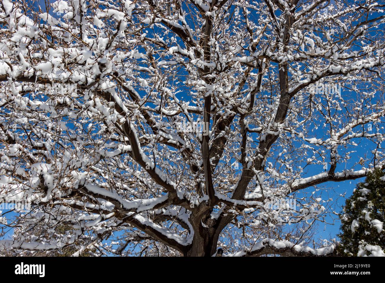 Snow covered tree limb hi-res stock photography and images - Alamy
