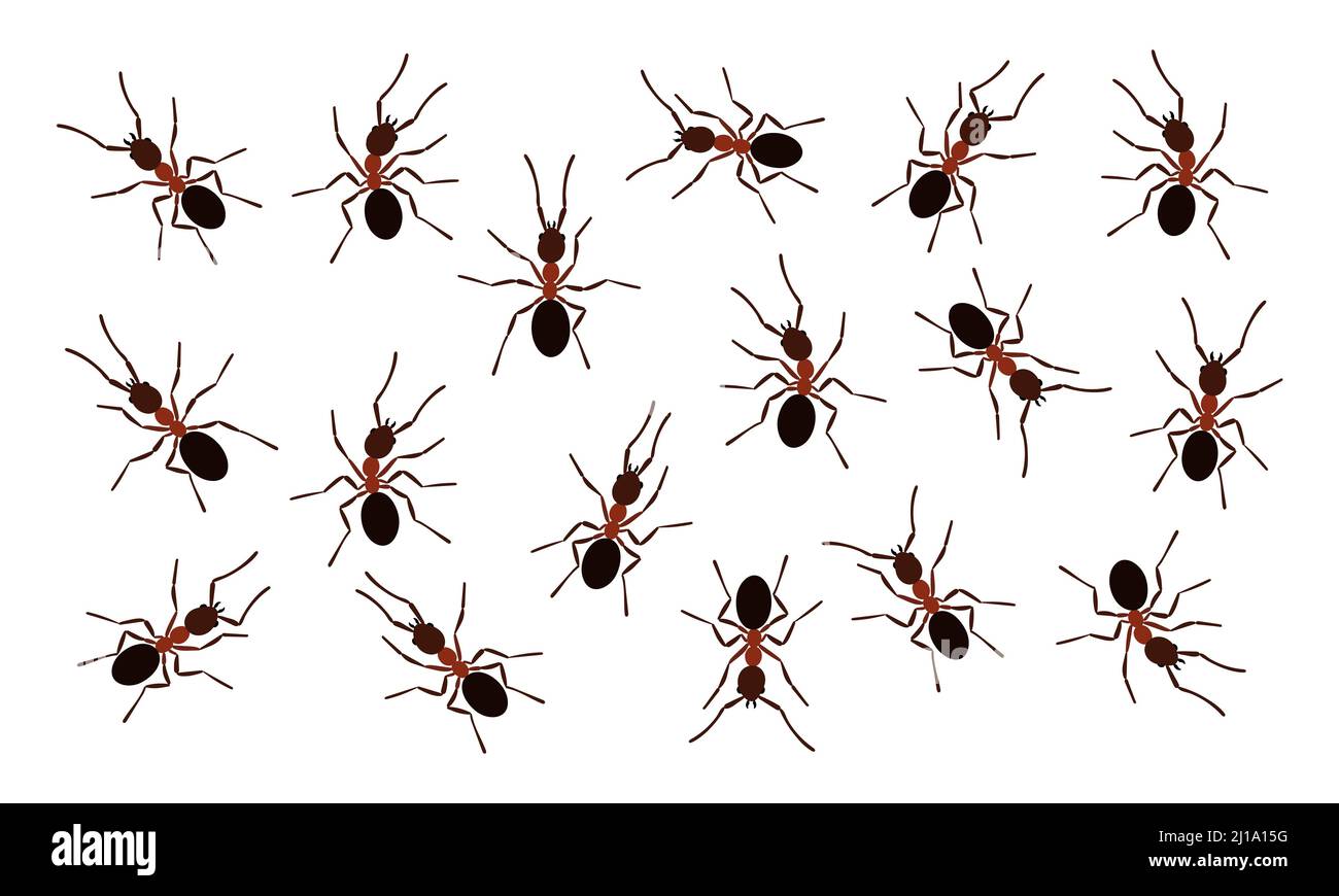 Brown ant insects black silhouettes vector illustration isolated on ...