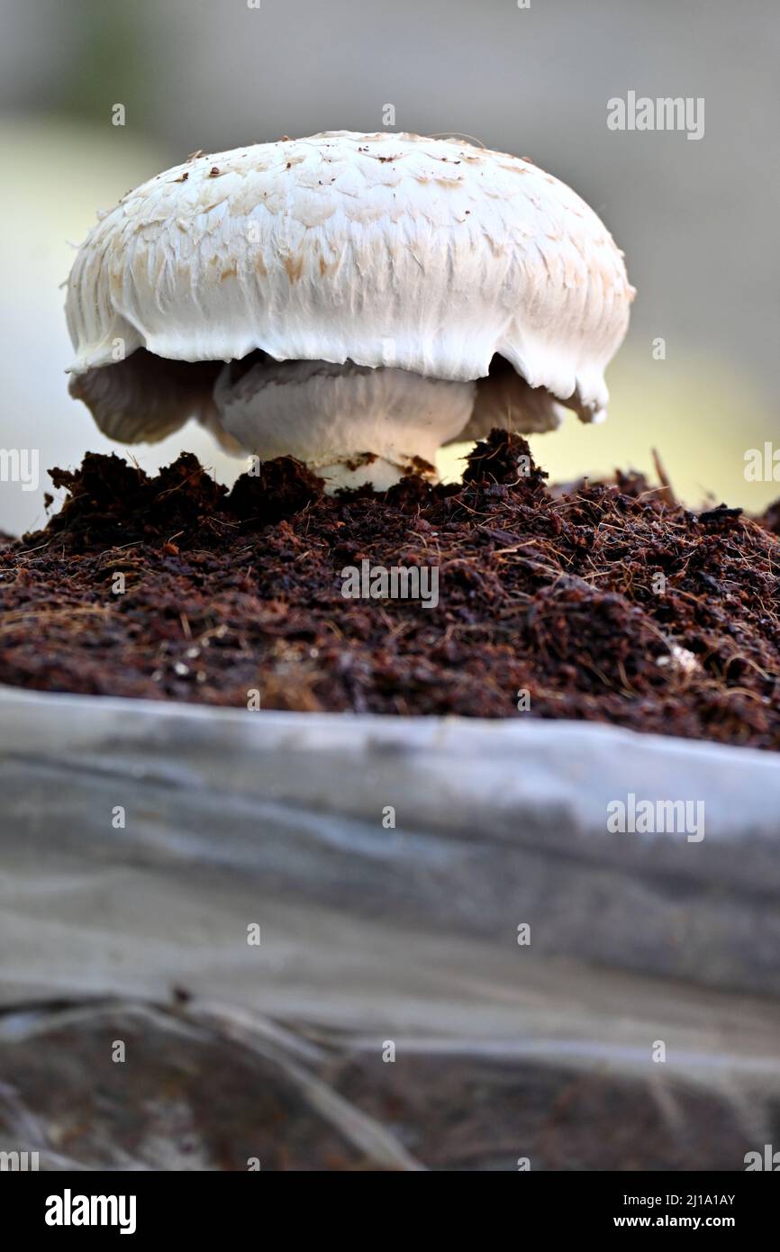 A vertical closeup of a white mushroom growing in the soil on the