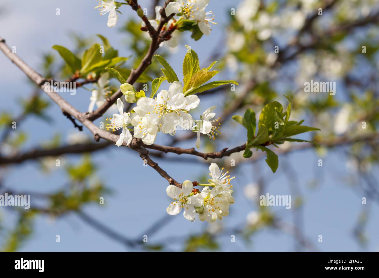 Blooming Plum Tree Stock Photo Image Of Garden, Green   139547482