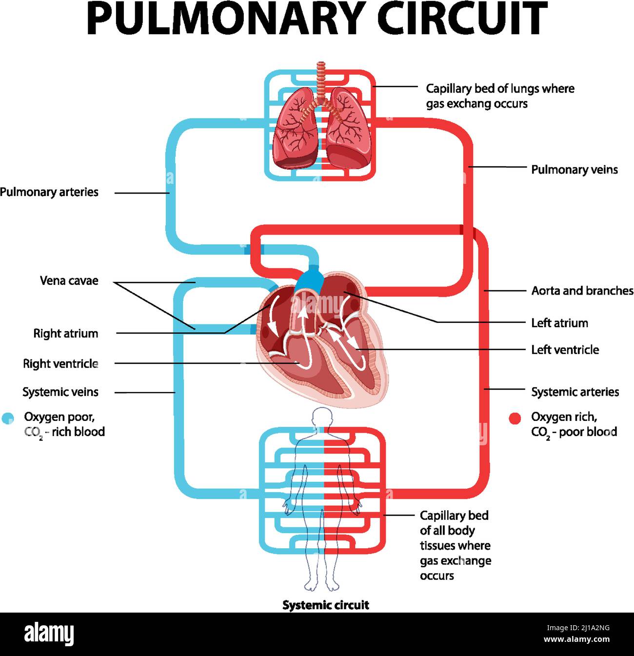 diagram-showing-pulmonary-circuit-illustration-stock-vector-image-art