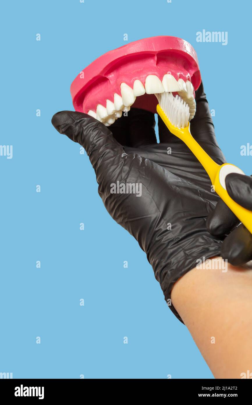 Dentist with toothbrush and layout of the human jaw Stock Photo - Alamy
