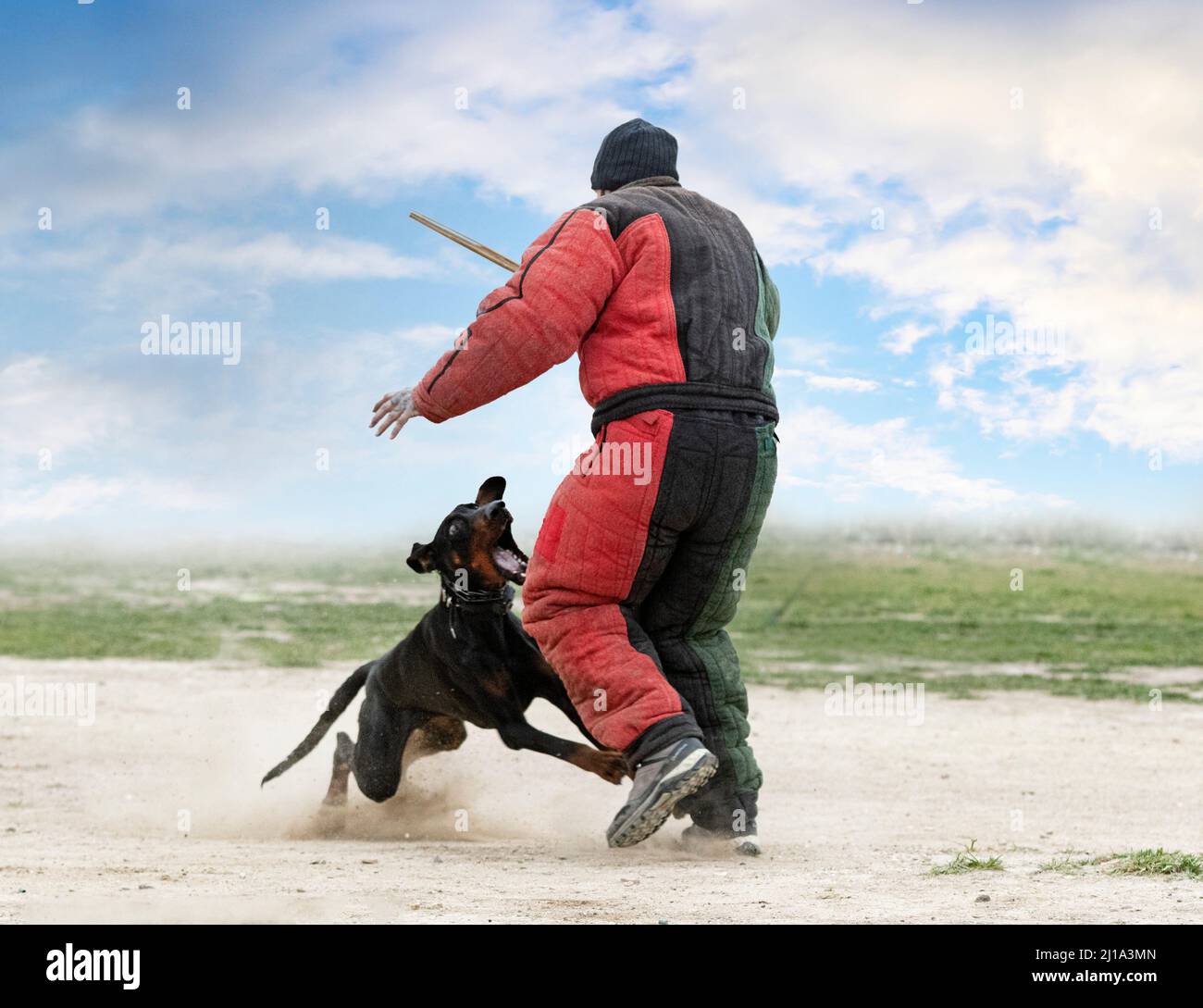 young dobermann pinscher training for protection in the nature Stock Photo