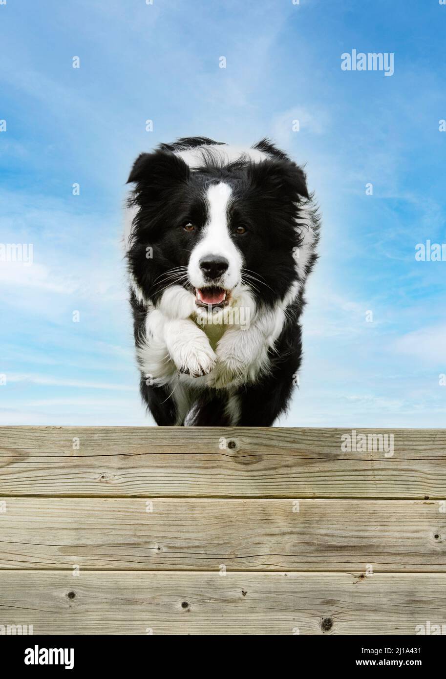 training for a border collie on a fence for obedience discipline Stock