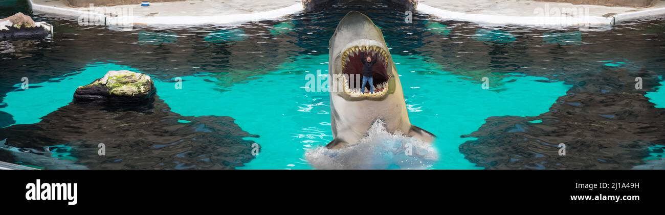 A trainer is lifted in the mouth of an orca Stock Photo