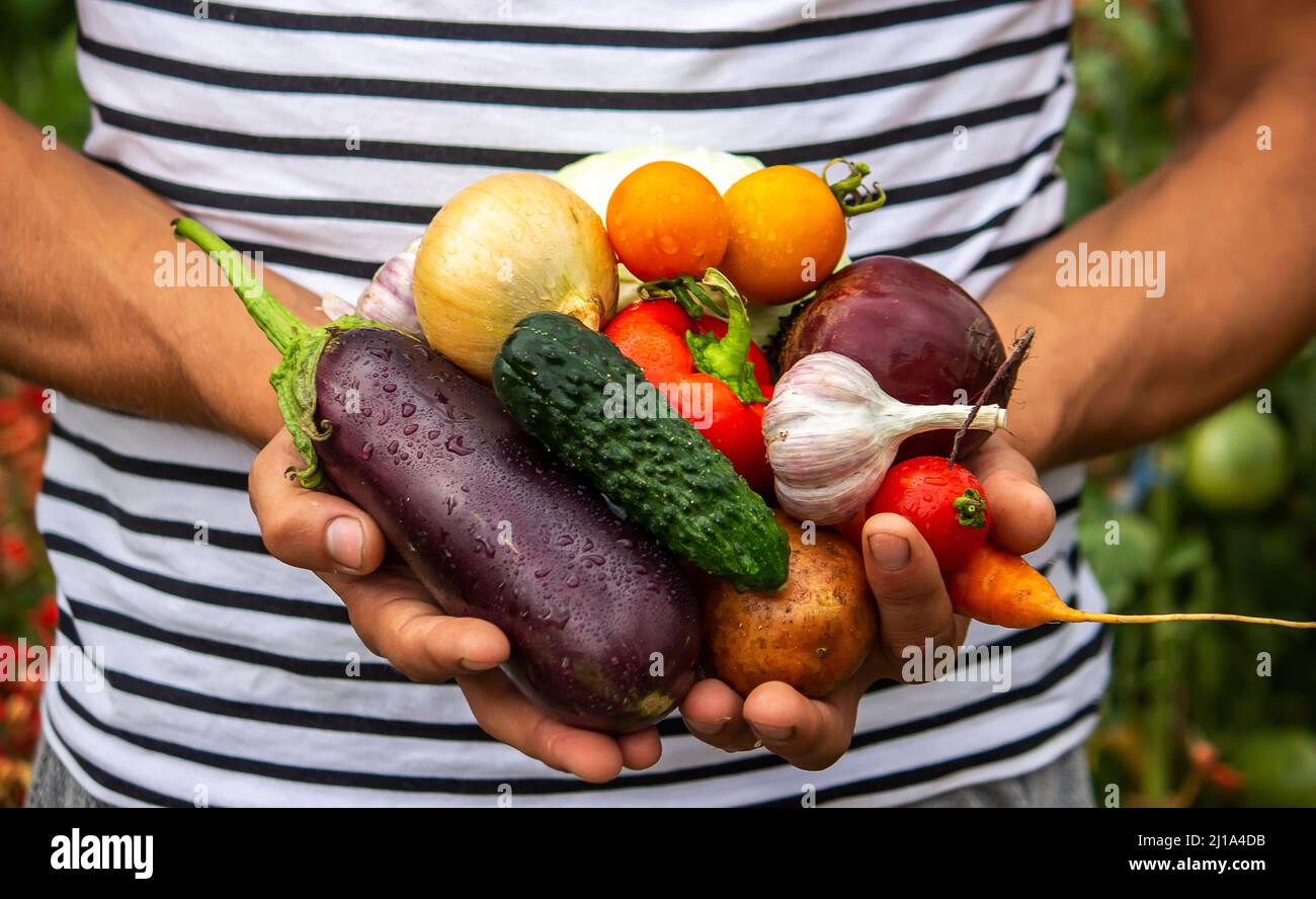 organic vegetables. Farmers hands with freshly picked vegetables ...