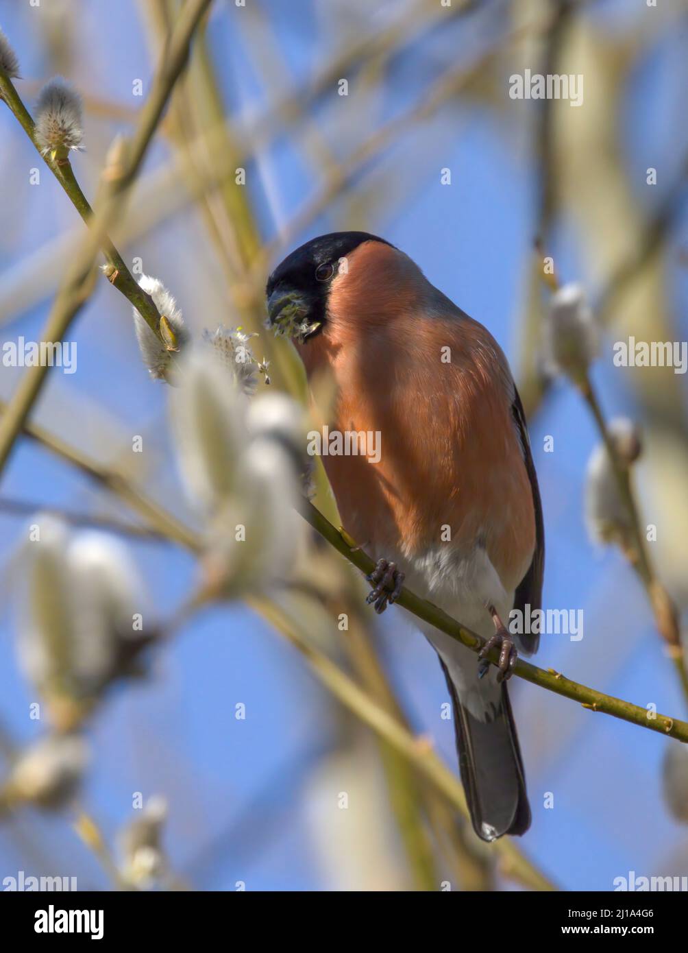 Spring. Bullfinches sitting on branches and eating tree buds. Stock Photo