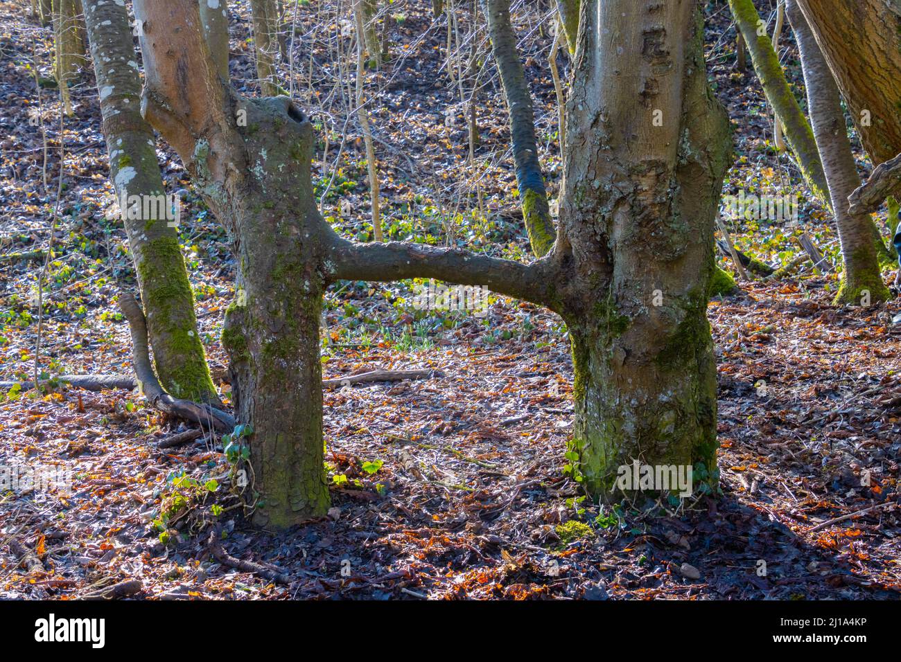 Two trees connected with a branch growing in both Stock Photo Alamy