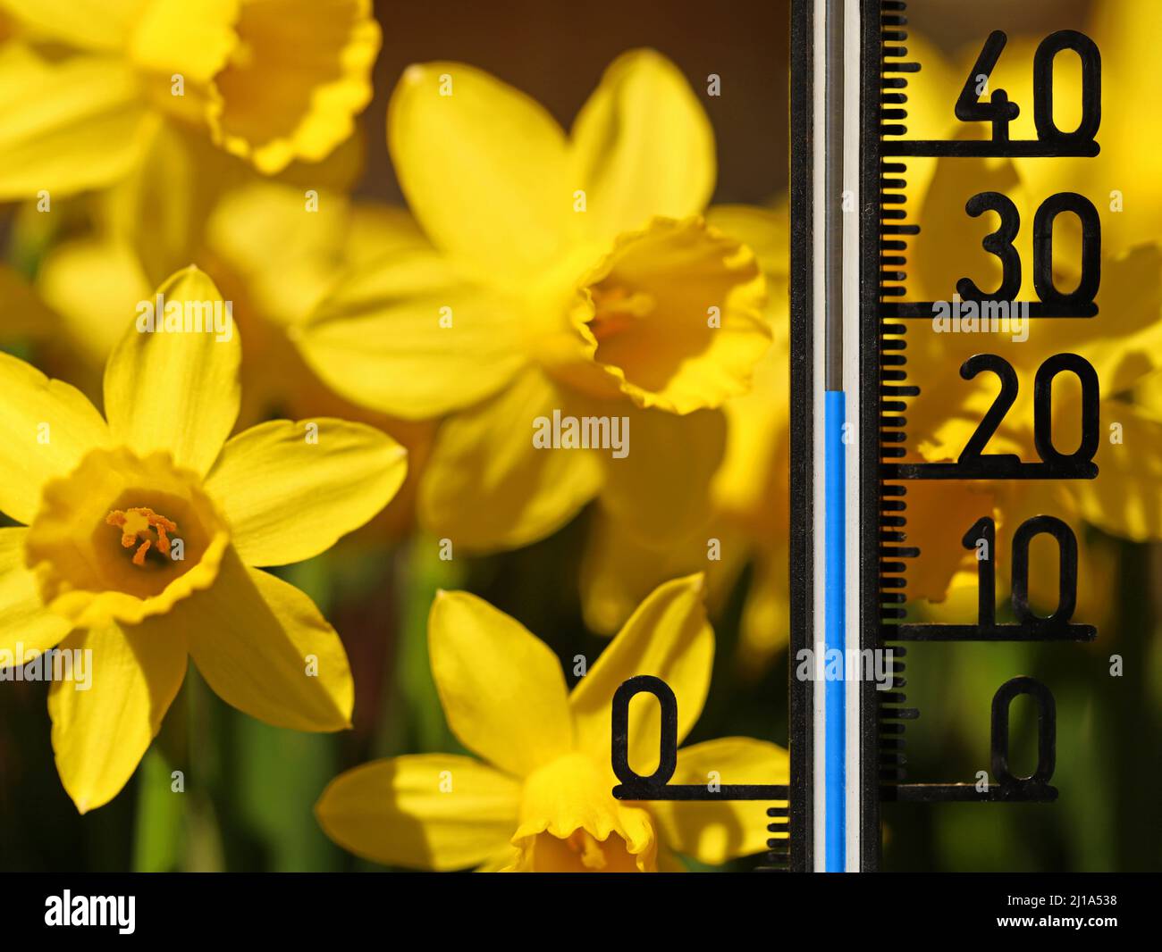 Thermometer shows 25 degrees celsius in yellow daffodils, classic spring flowers close up Stock Photo
