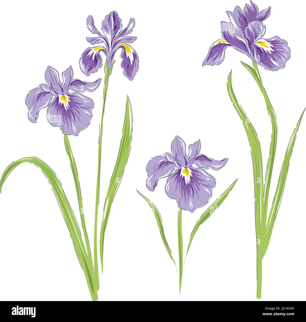 Drawing Iris Flower Realistic High Resolution Stock Photography ...