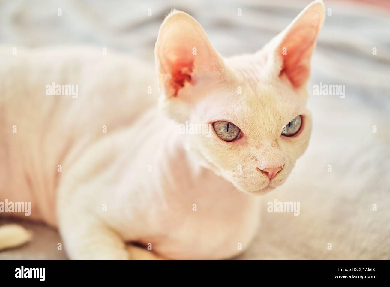 White Sphynx Cat Hi Res Stock Photography And Images Page 12 Alamy