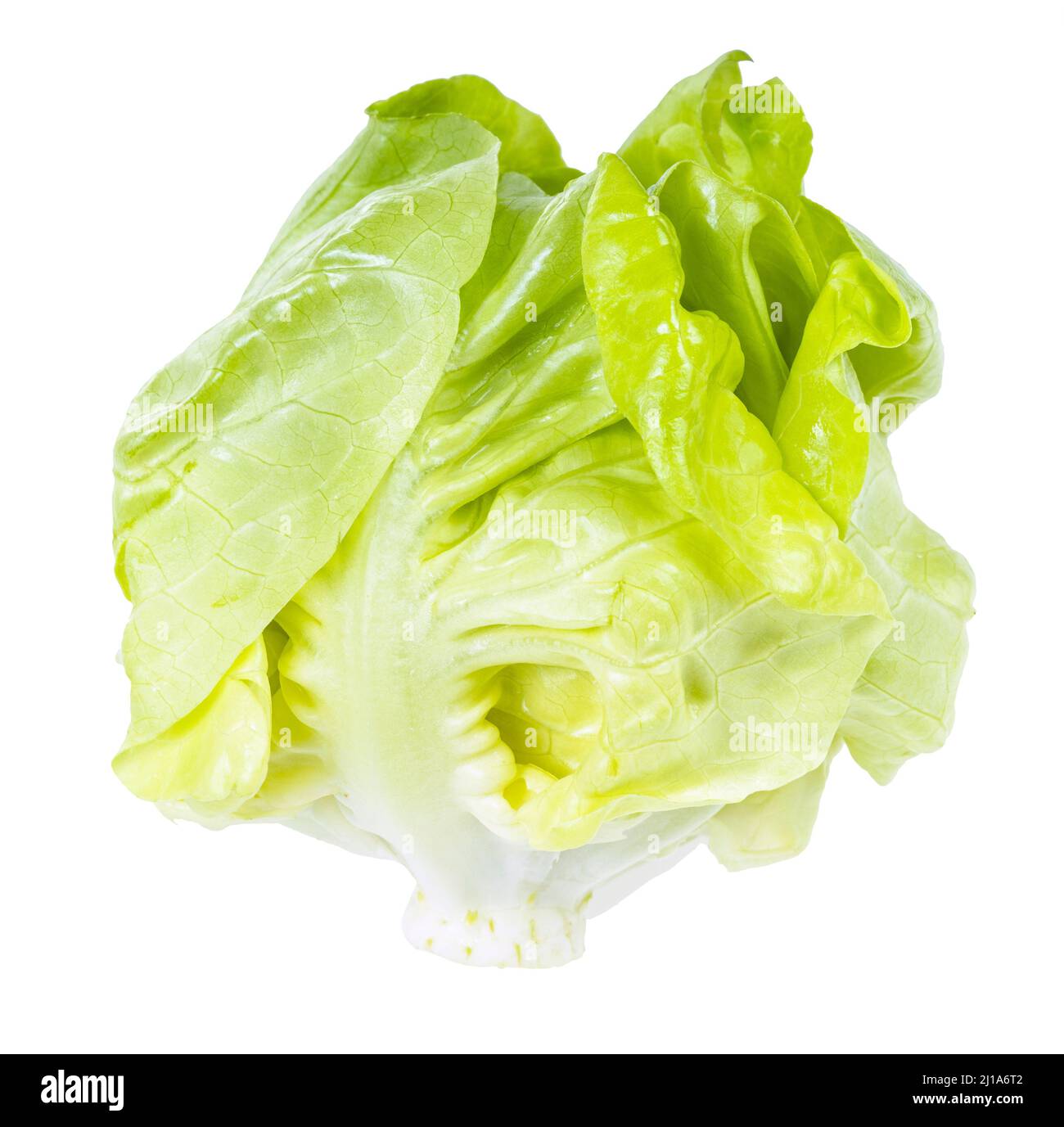 little head of fresh butterhead lettuce isolated on white background ...