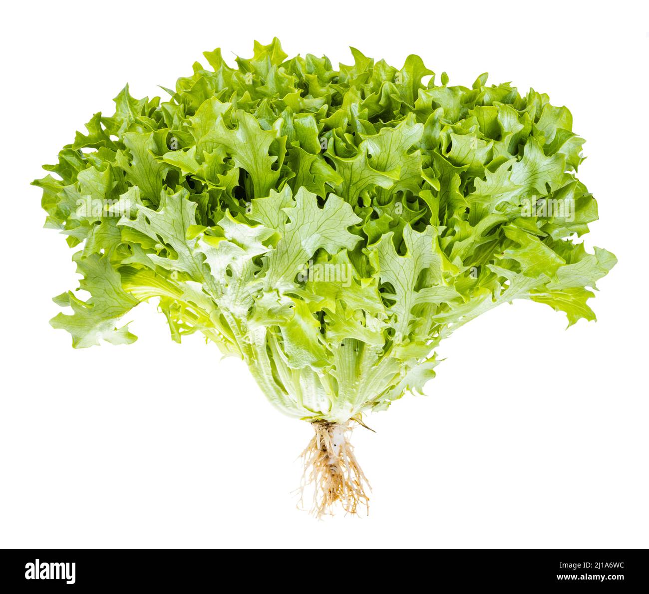 fresh curly endive lettuce with roots isolated on white background