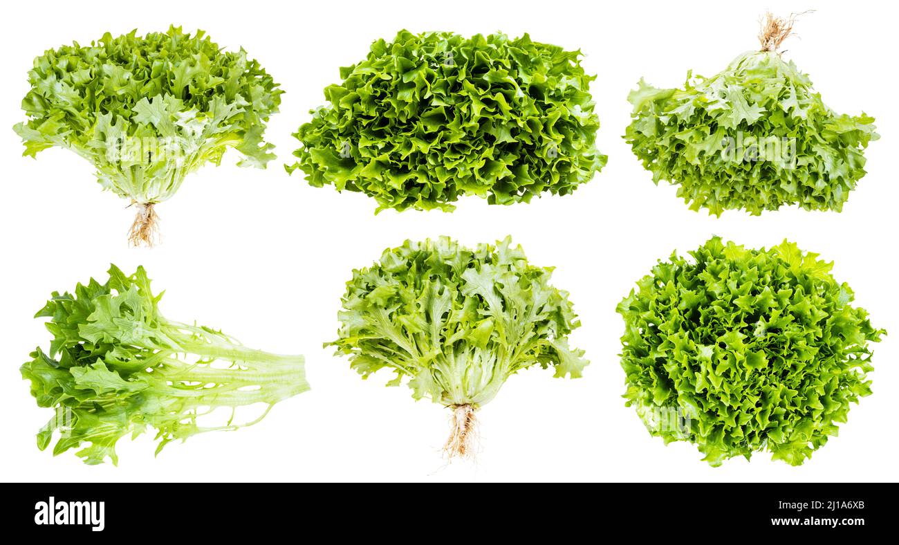 set of fresh green curly endive lettuce isolated on white background