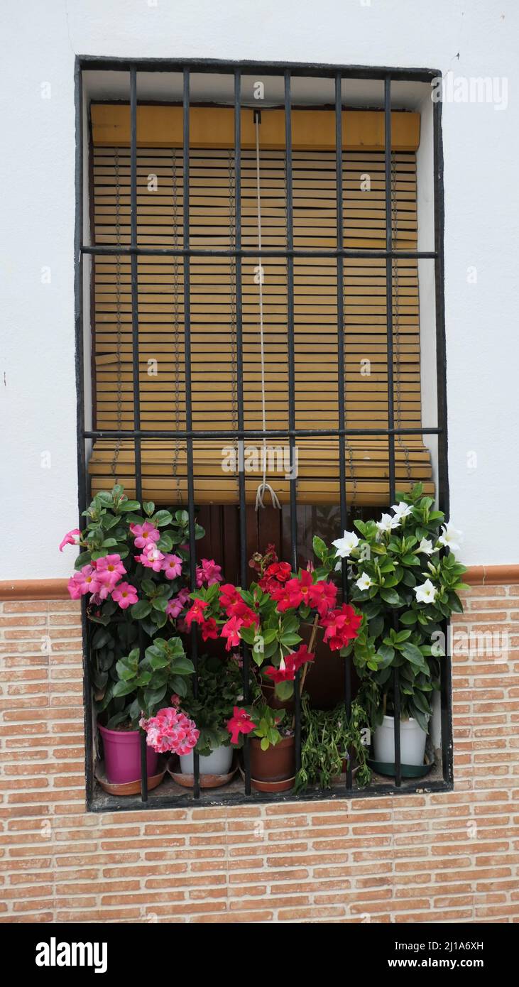 Andalusian village house with plants and shades in street facing window Stock Photo