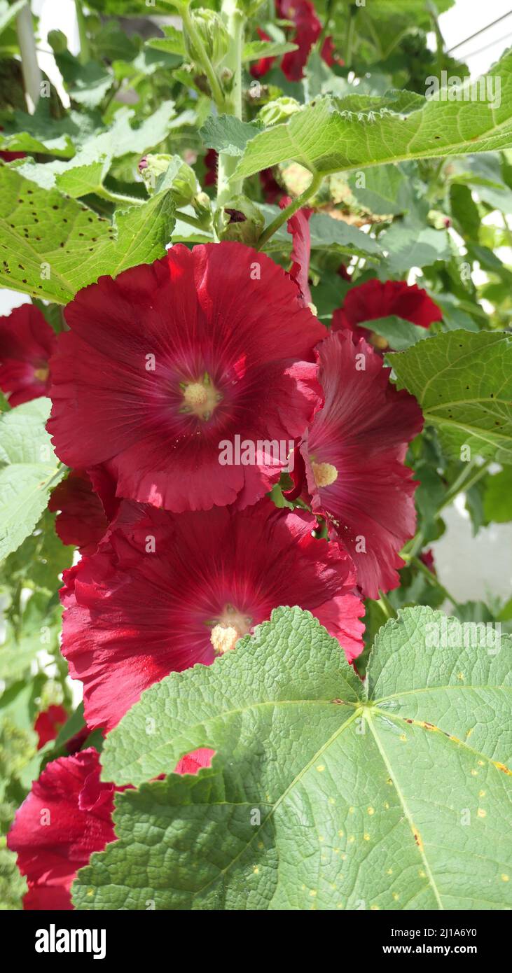 Large hollyhock with dark red flowers in privateAndalusian village garden Stock Photo