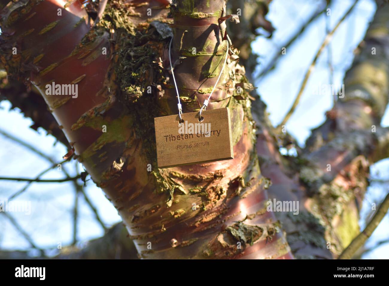 Tibetan cherry tree (Prunus serrula) at Great Linford Manor Park in