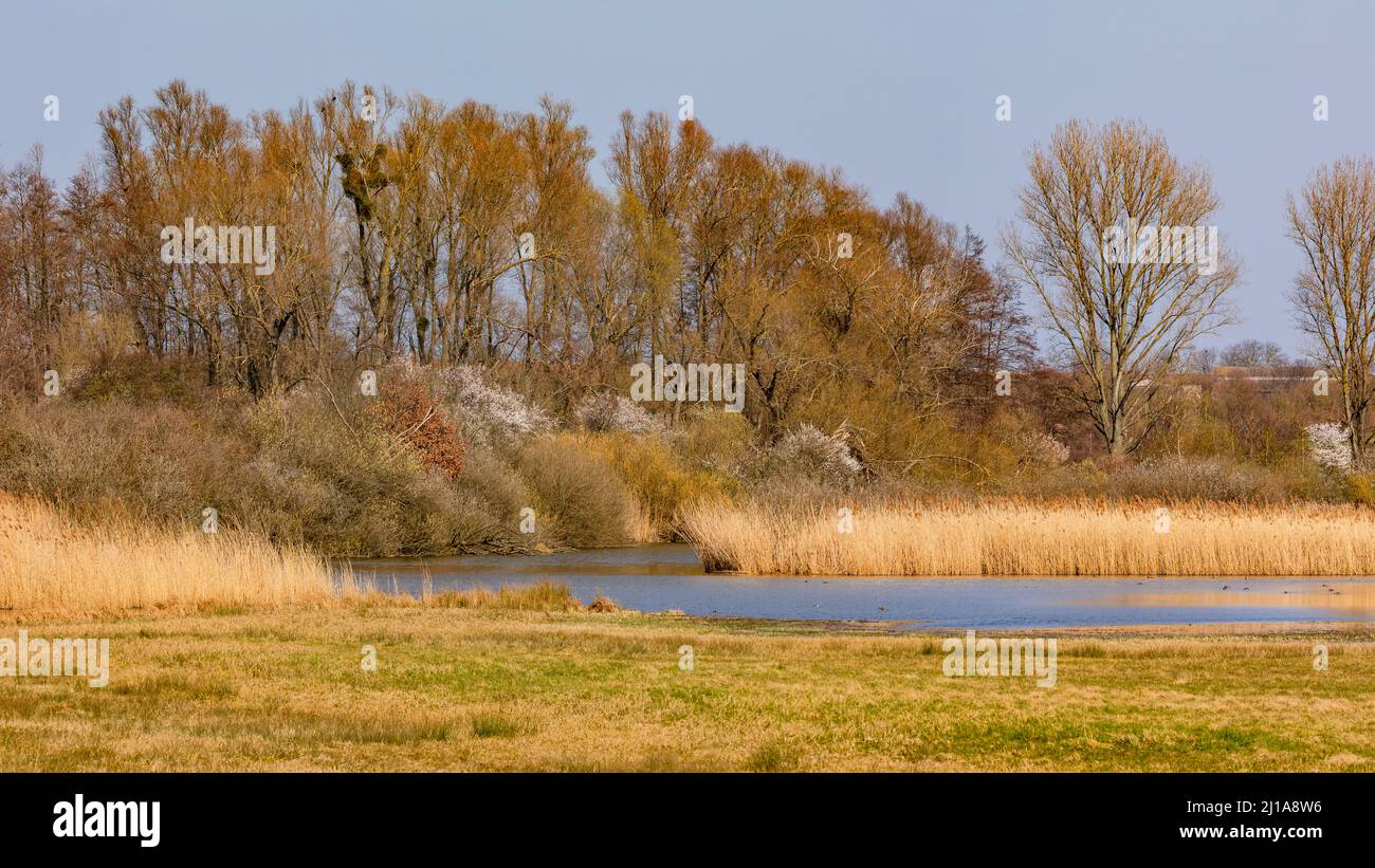 A rural lake and nature reserve with marshland and reeds is a paradise for birds and wild animals, Germany Stock Photo
